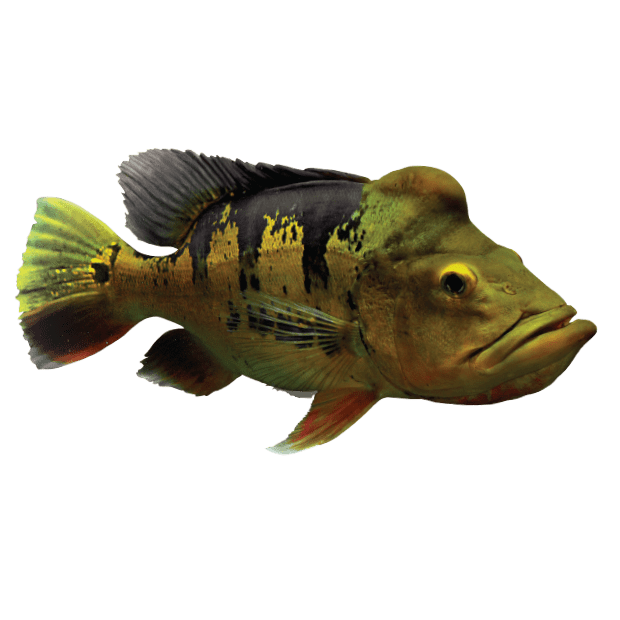 Imagem do peixe Tucunaré